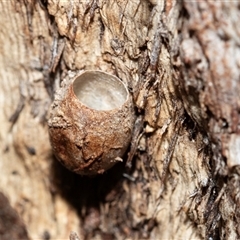Doratifera (genus) (Cup Moth) at Pialligo, ACT - 9 Aug 2025 by AlisonMilton