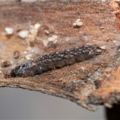 Lepidoptera unclassified IMMATURE (caterpillar or pupa or cocoon) at Pialligo, ACT - 9 Aug 2025 by AlisonMilton