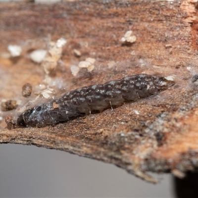 Lepidoptera unclassified IMMATURE (caterpillar or pupa or cocoon) at Pialligo, ACT - 9 Aug 2025 by AlisonMilton