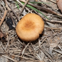 Unverified Cap on a stem; gills below cap [mushrooms or mushroom-like] at Pialligo, ACT - 9 Aug 2025 by AlisonMilton