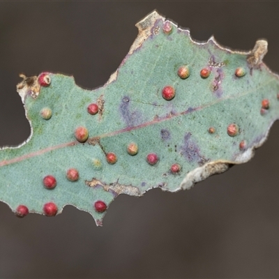Eucalyptus insect gall at Pialligo, ACT - 9 Aug 2025 by AlisonMilton