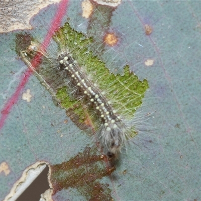 Uraba lugens (Gumleaf Skeletonizer) at Pialligo, ACT - 9 Aug 2025 by AlisonMilton