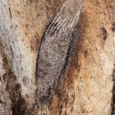 Chelepteryx collesi (White-stemmed Gum Moth) at Pialligo, ACT - 9 Aug 2025 by AlisonMilton