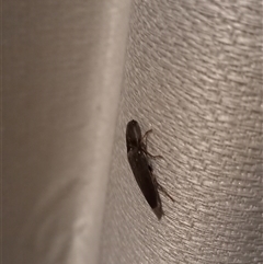Monocrepidius (genus) (Click beetle) at Carwoola, NSW - 9 Aug 2025 by Liam.m