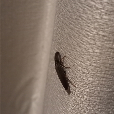 Monocrepidius (genus) (Click beetle) at Carwoola, NSW - 9 Aug 2025 by Liam.m