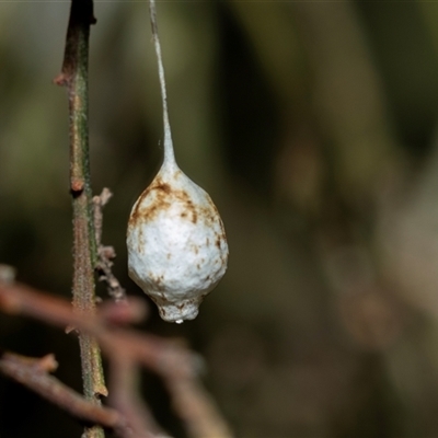 Ariamnes sp. (genus) (A whip spider) at Pialligo, ACT - 9 Aug 2025 by AlisonMilton