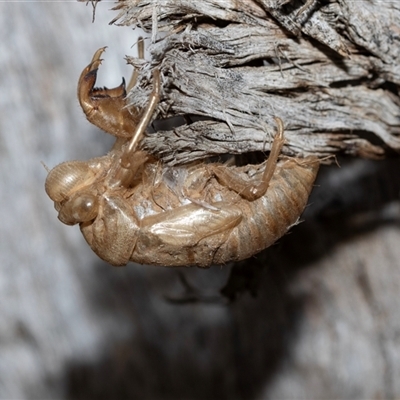 Psaltoda moerens (Redeye cicada) at Pialligo, ACT - 9 Aug 2025 by AlisonMilton