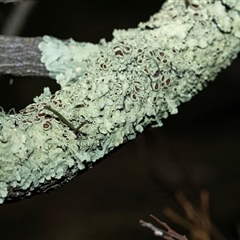 Flavoparmelia sp. (Flavoparmelia Lichen) at Pialligo, ACT - 9 Aug 2025 by AlisonMilton