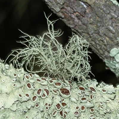 Usnea sp. (genus) (Bearded lichen) at Pialligo, ACT - 9 Aug 2025 by AlisonMilton