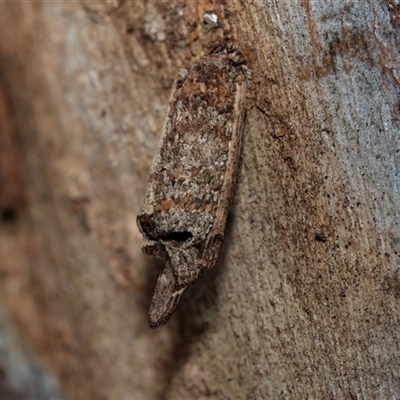 Trigonocyttara clandestina (Less-stick Case Moth) at Pialligo, ACT - 9 Aug 2025 by AlisonMilton