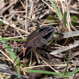 Poecilometis apicalis ssp. apicalis (A Gum tree shield bug) at Pialligo, ACT - 9 Aug 2025 by AlisonMilton