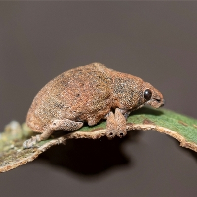 Gonipterini sp. (tribe) (A weevil) at Pialligo, ACT - 9 Aug 2025 by AlisonMilton