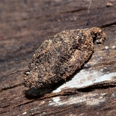 Cebysa leucotelus (Australian Bagmoth) at Pialligo, ACT - 9 Aug 2025 by AlisonMilton