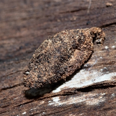 Cebysa leucotelus (Australian Bagmoth) at Pialligo, ACT - 9 Aug 2025 by AlisonMilton