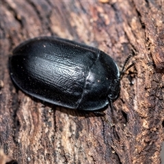 Pterohelaeus planus (Pie dish beetle) at Pialligo, ACT - 9 Aug 2025 by AlisonMilton