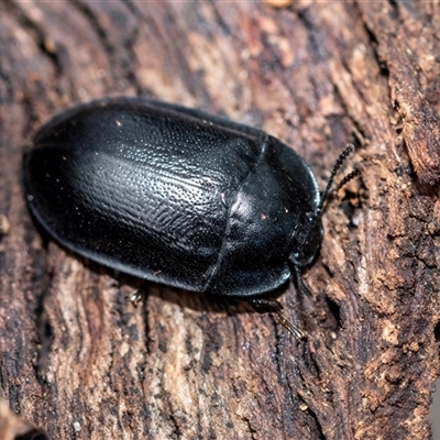 Pterohelaeus planus (Pie dish beetle) at Pialligo, ACT - 9 Aug 2025 by AlisonMilton