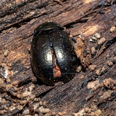 Chrysolina quadrigemina (Greater St Johns Wort beetle) at Pialligo, ACT - 9 Aug 2025 by AlisonMilton