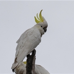 Cacatua galerita (Sulphur-crested Cockatoo) at Pialligo, ACT - 9 Aug 2025 by AlisonMilton