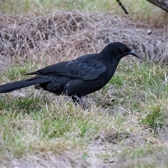 Corcorax melanorhamphos (White-winged Chough) at Pialligo, ACT - 9 Aug 2025 by AlisonMilton