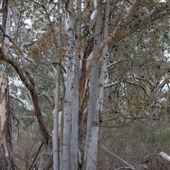 Brachychiton populneus subsp. populneus (Kurrajong) at Pialligo, ACT - 9 Aug 2025 by AlisonMilton