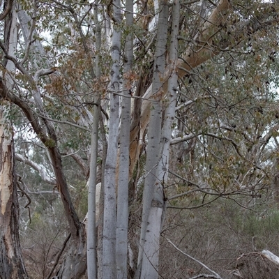Brachychiton populneus subsp. populneus (Kurrajong) at Pialligo, ACT - 9 Aug 2025 by AlisonMilton