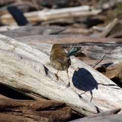 Malurus cyaneus (Superb Fairywren) at Yarrow, NSW - 7 Aug 2025 by jb2602