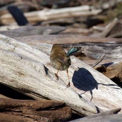 Malurus cyaneus (Superb Fairywren) at Yarrow, NSW - 7 Aug 2025 by jb2602