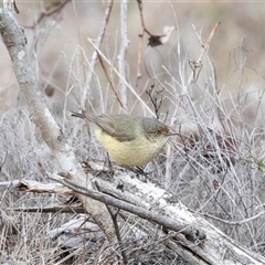 Acanthiza reguloides (Buff-rumped Thornbill) at Pialligo, ACT - 9 Aug 2025 by AlisonMilton