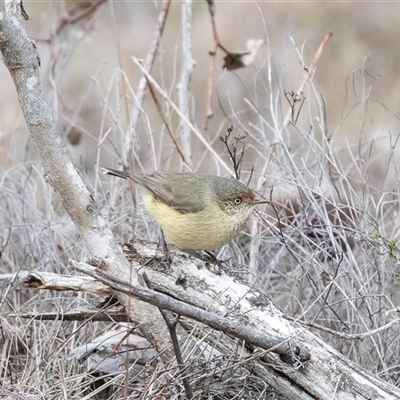 Acanthiza reguloides (Buff-rumped Thornbill) at Pialligo, ACT - 9 Aug 2025 by AlisonMilton