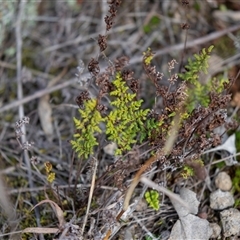 Cheilanthes sieberi subsp. sieberi (Mulga Rock Fern) at Pialligo, ACT - 9 Aug 2025 by AlisonMilton