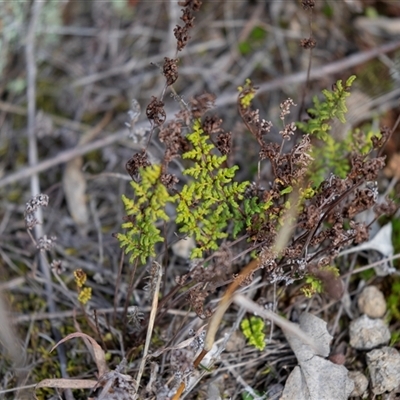 Cheilanthes sieberi subsp. sieberi (Mulga Rock Fern) at Pialligo, ACT - 9 Aug 2025 by AlisonMilton