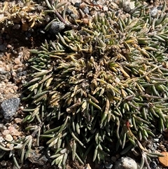 Spergularia rubra (Sandspurrey) at Cabramurra, NSW - 8 Aug 2025 by Jennybach