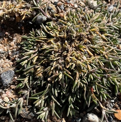 Spergularia rubra (Sandspurrey) at Cabramurra, NSW - 8 Aug 2025 by Jennybach