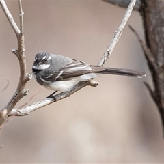 Rhipidura albiscapa (Grey Fantail) at Pialligo, ACT - 9 Aug 2025 by AlisonMilton
