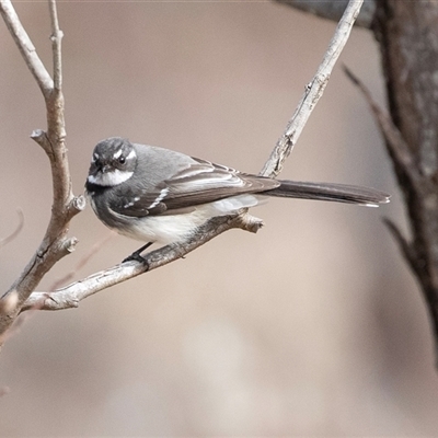 Rhipidura albiscapa (Grey Fantail) at Pialligo, ACT - 9 Aug 2025 by AlisonMilton