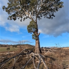 Eucalyptus melliodora (Yellow Box) at Kambah, ACT - 9 Aug 2025 by HelenCross