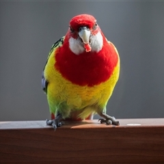Platycercus eximius (Eastern Rosella) at Higgins, ACT - 8 Aug 2025 by AlisonMilton