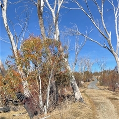 Eucalyptus pauciflora (A Snow Gum) at Cabramurra, NSW - 8 Aug 2025 by Jennybach
