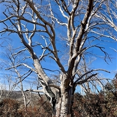 Eucalyptus (genus) (A Gum Tree) at Broken Dam, NSW - 8 Aug 2025 by Jennybach