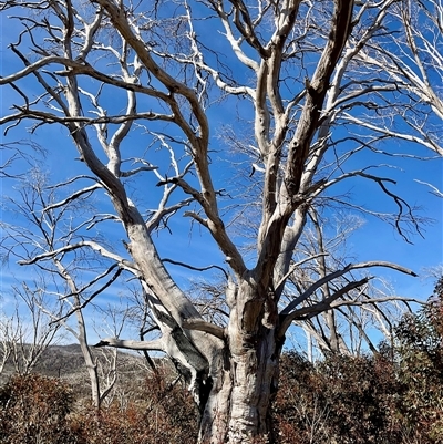 Eucalyptus (genus) (A Gum Tree) at Broken Dam, NSW - 8 Aug 2025 by Jennybach
