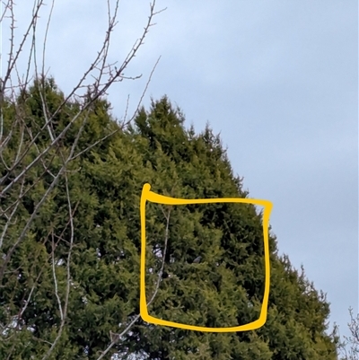 Callocephalon fimbriatum (Gang-gang Cockatoo) at Griffith, ACT - 9 Aug 2025 by JamesB