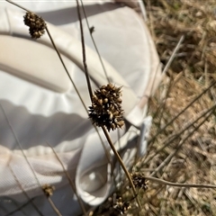 Juncus (genus) (A Rush) at Cabramurra, NSW - 8 Aug 2025 by Jennybach