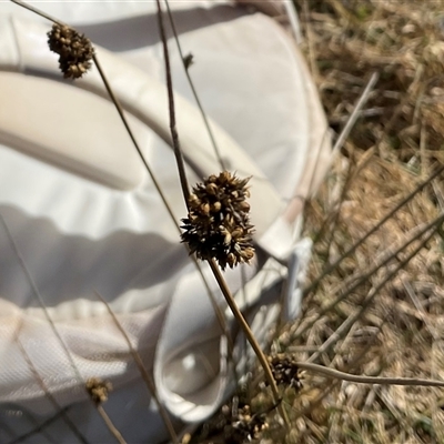 Juncus (genus) (A Rush) at Cabramurra, NSW - 8 Aug 2025 by Jennybach