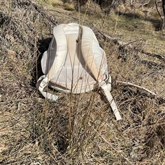 Juncus (genus) at Cabramurra, NSW - 8 Aug 2025 02:04 PM