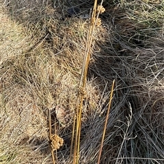 Juncus (genus) at Cabramurra, NSW - 8 Aug 2025 02:04 PM