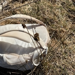 Juncus (genus) at Cabramurra, NSW - 8 Aug 2025 02:04 PM