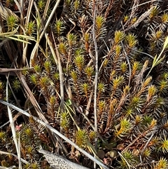 Polytrichaceae sp. (family) at Broken Dam, NSW - 8 Aug 2025 by Jennybach