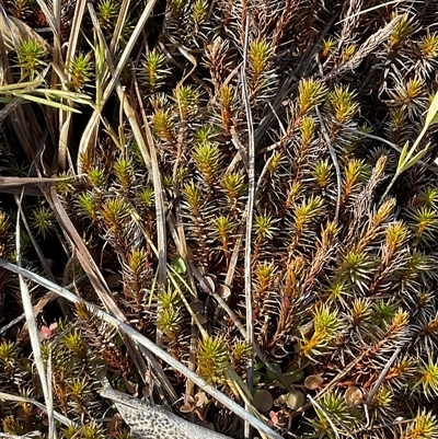 Polytrichaceae sp. (family) at Broken Dam, NSW - 8 Aug 2025 by Jennybach