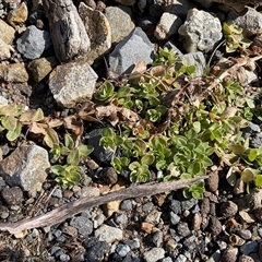 Lysimachia arvensis (Scarlet Pimpernel) at Cabramurra, NSW - 8 Aug 2025 by Jennybach