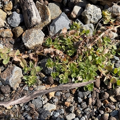 Lysimachia arvensis (Scarlet Pimpernel) at Cabramurra, NSW - 8 Aug 2025 by Jennybach